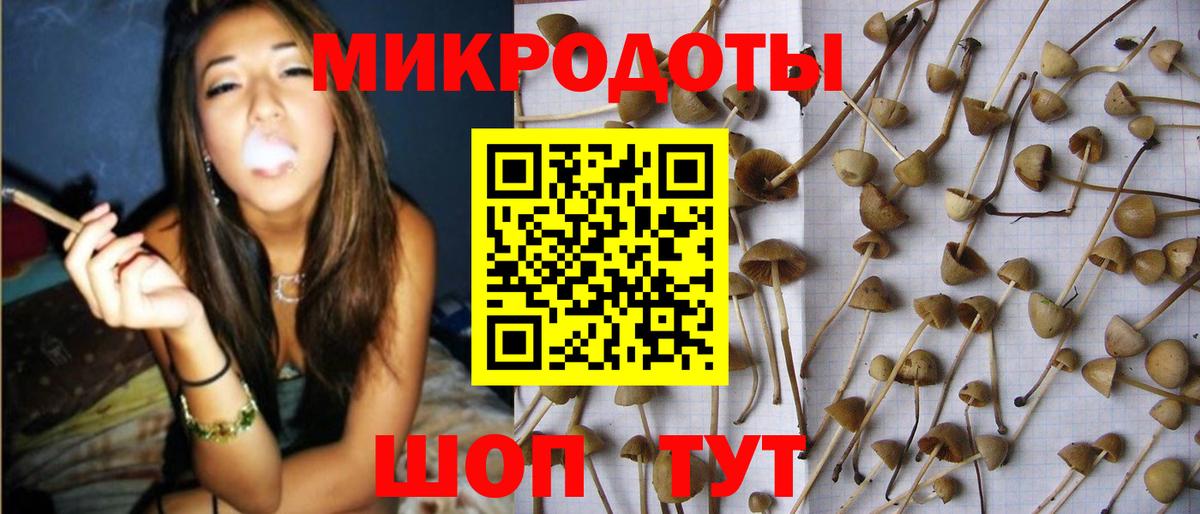 Псилоцибиновые грибы Psilocybe Екатеринбург